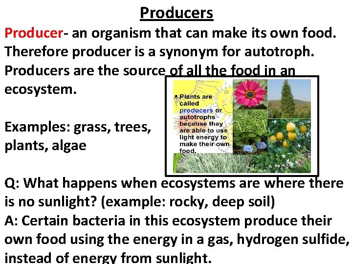 Chapter 23 Ecosystems and Biomes 23 1 Energy