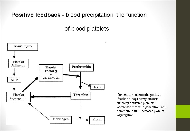 Positive feedback - blood precipitation, the function of blood platelets Schema to illustrate the