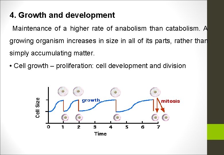 4. Growth and development Maintenance of a higher rate of anabolism than catabolism. A