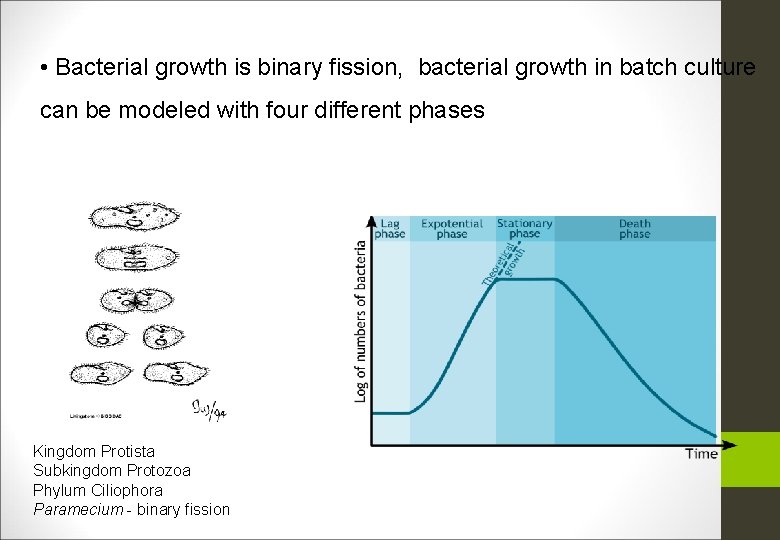  • Bacterial growth is binary fission, bacterial growth in batch culture can be