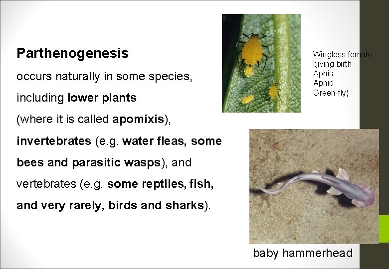 Parthenogenesis occurs naturally in some species, including lower plants Wingless female giving birth Aphis