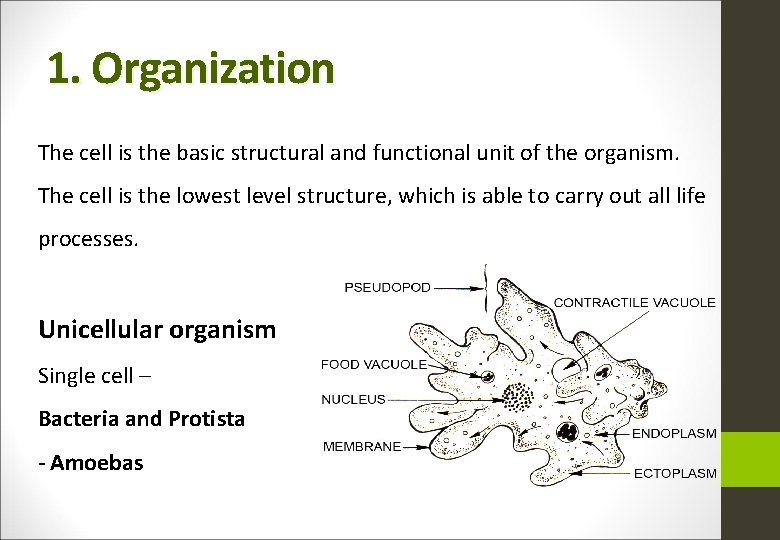 1. Organization The cell is the basic structural and functional unit of the organism.
