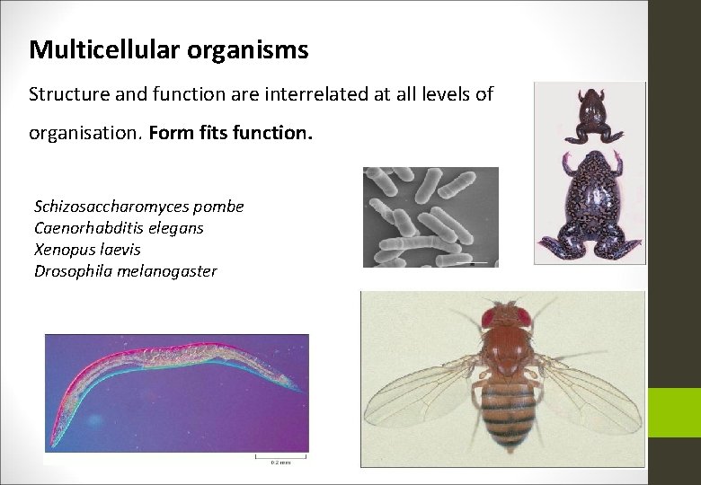 Multicellular organisms Structure and function are interrelated at all levels of organisation. Form fits