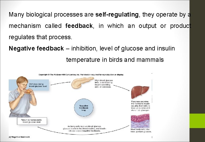 Many biological processes are self-regulating, they operate by a mechanism called feedback, in which