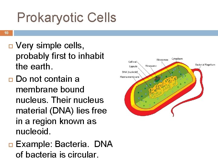 Prokaryotic Cells 10 Very simple cells, probably first to inhabit the earth. Do not