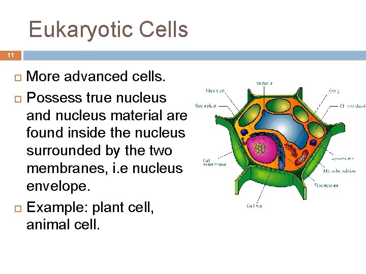 Eukaryotic Cells 11 More advanced cells. Possess true nucleus and nucleus material are found
