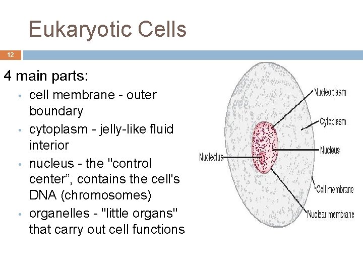 Eukaryotic Cells 12 4 main parts: • • cell membrane - outer boundary cytoplasm