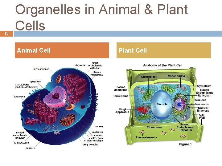 13 Organelles in Animal & Plant Cells Animal Cell Plant Cell 