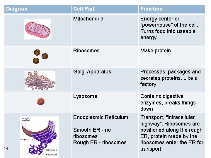 Diagram Cell Part Function Mitochondria Energy center or "powerhouse" of the cell. Turns food