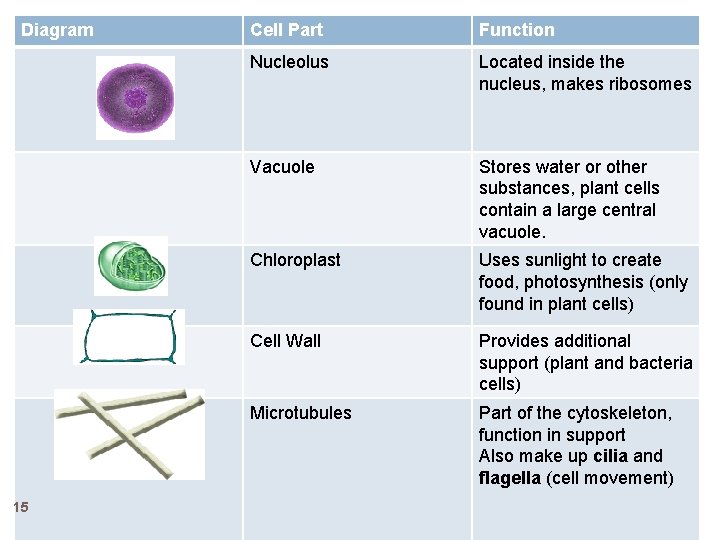 Diagram 15 Cell Part Function Nucleolus Located inside the nucleus, makes ribosomes Vacuole Stores