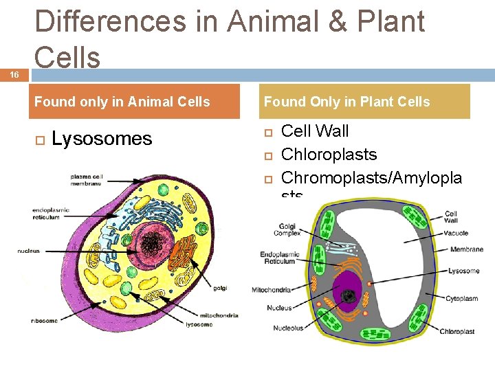 16 Differences in Animal & Plant Cells Found only in Animal Cells Lysosomes Found