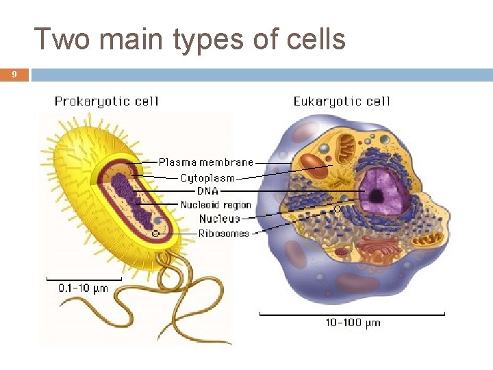 Two main types of cells 9 