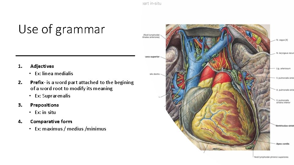 Use of grammar 1. Adjectives • Ex: linea medialis 2. Prefix- is a word