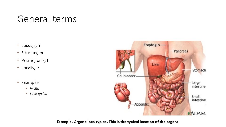 General terms • Locus, i, m. • Situs, m • Positio, onis, f •