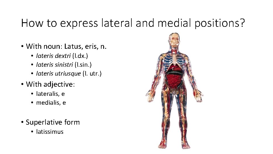 How to express lateral and medial positions? • With noun: Latus, eris, n. •