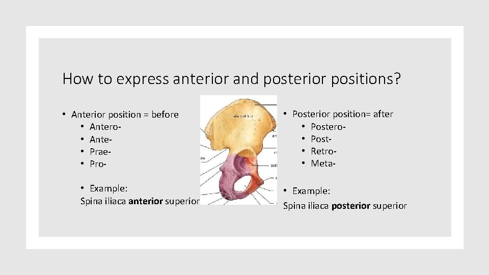 How to express anterior and posterior positions? • Anterior position = before • Antero