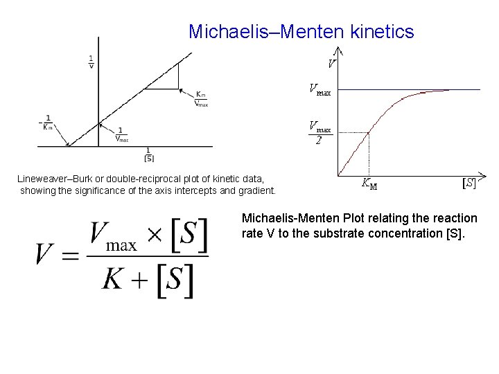 Michaelis–Menten kinetics Lineweaver–Burk or double-reciprocal plot of kinetic data, showing the significance of the
