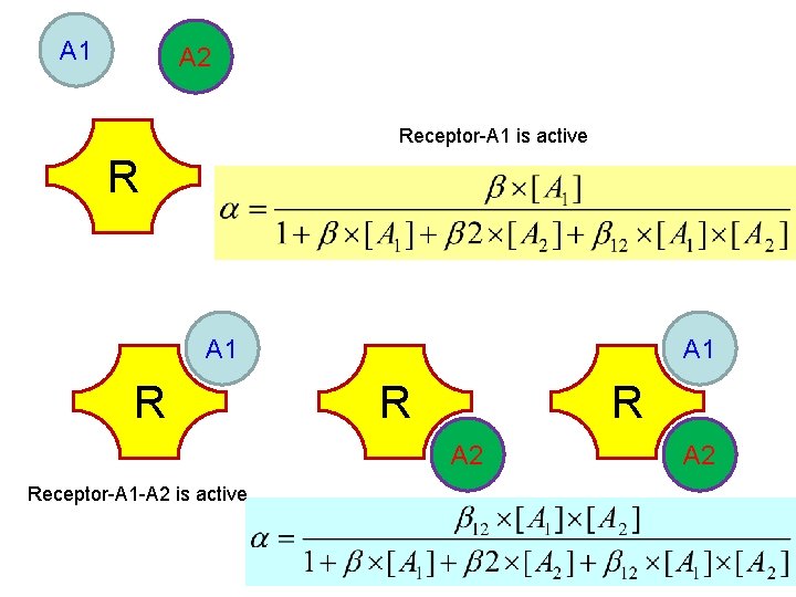 A 1 A 2 Receptor-A 1 is active R A 1 R R A