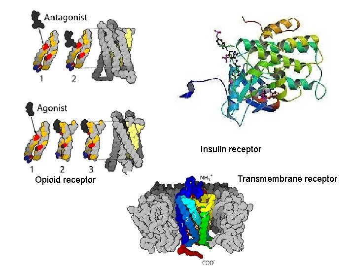 Insulin receptor Opioid receptor Transmembrane receptor 
