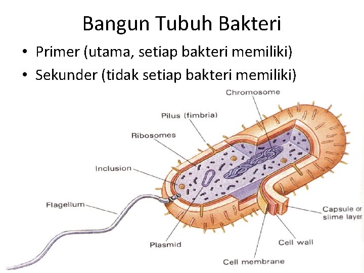 Bangun Tubuh Bakteri • Primer (utama, setiap bakteri memiliki) • Sekunder (tidak setiap bakteri