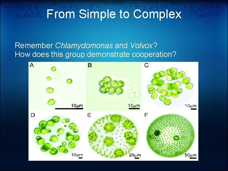 From Simple to Complex Remember Chlamydomonas and Volvox? How does this group demonstrate cooperation?