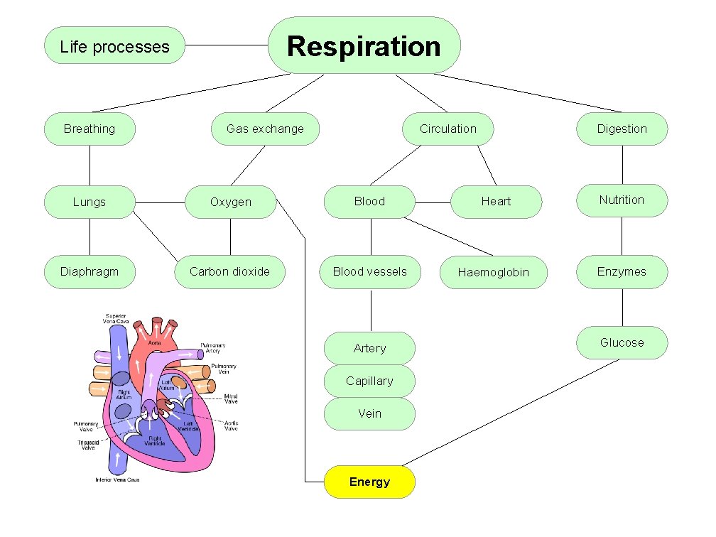 Respiration Life processes Breathing Gas exchange Digestion Circulation Lungs Oxygen Blood Heart Nutrition Diaphragm