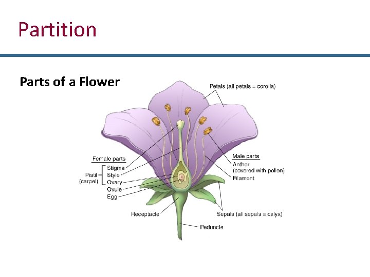 Partition Parts of a Flower 