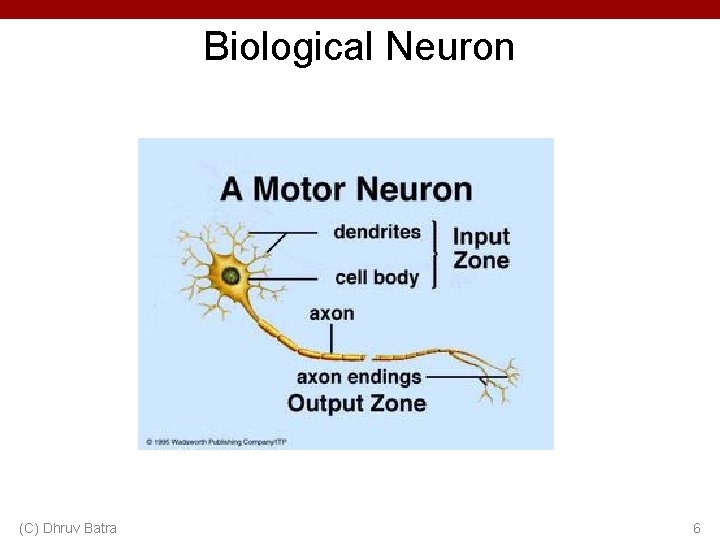 Biological Neuron (C) Dhruv Batra 6 