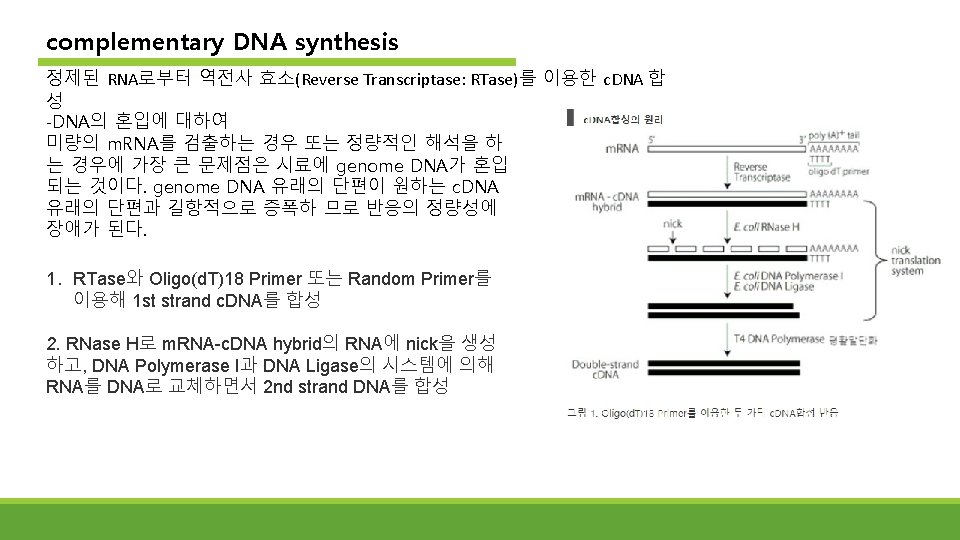 rd 3 RTPCR RNA REVERSE TRANSCRIPTION POLYMERASE CHAIN