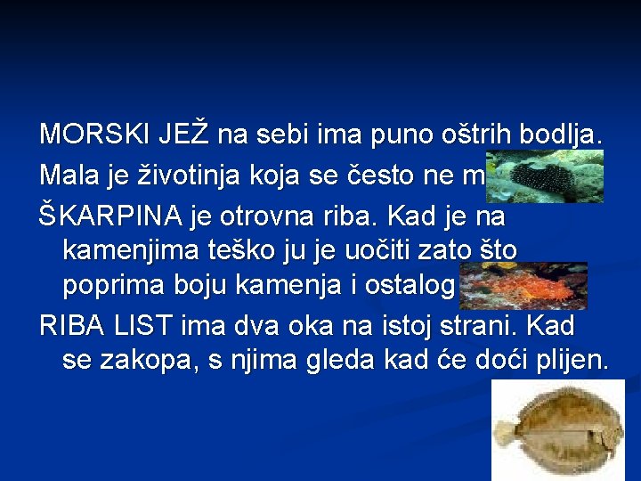 MORSKI JEŽ na sebi ima puno oštrih bodlja. Mala je životinja koja se često