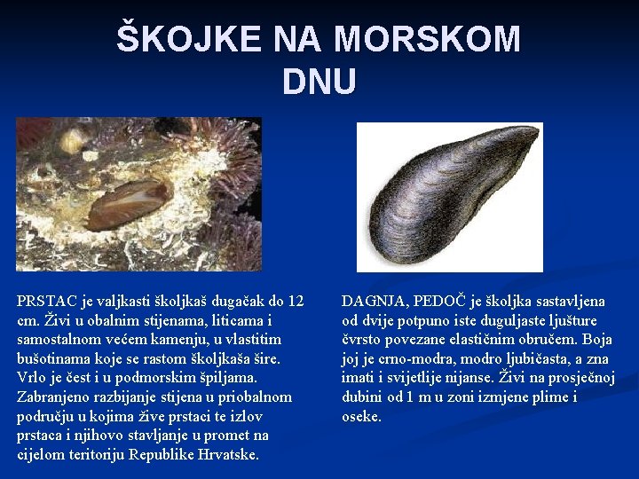 ŠKOJKE NA MORSKOM DNU PRSTAC je valjkasti školjkaš dugačak do 12 cm. Živi u