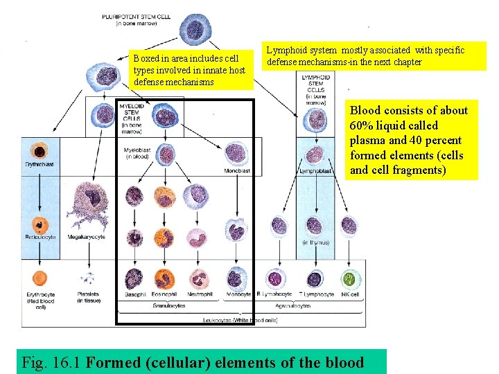 Boxed in area includes cell types involved in innate host defense mechanisms Lymphoid system