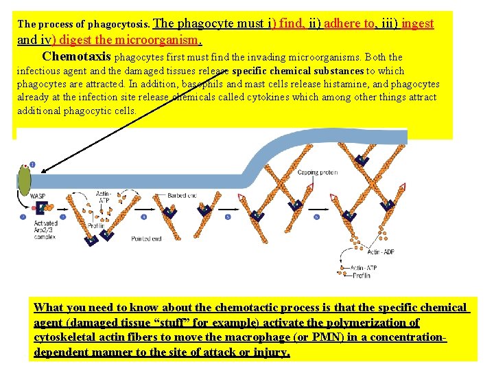 The process of phagocytosis. The phagocyte must i) find, ii) adhere to, iii) ingest