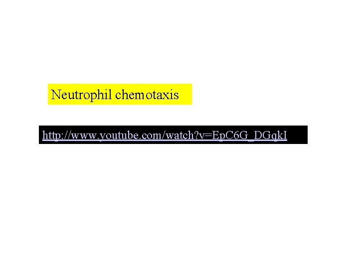 Neutrophil chemotaxis http: //www. youtube. com/watch? v=Ep. C 6 G_DGqk. I 