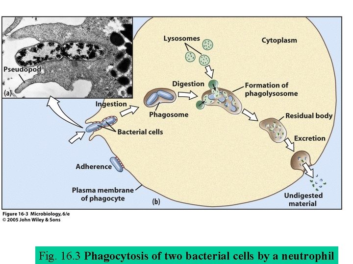 Fig. 16. 3 Phagocytosis of two bacterial cells by a neutrophil 