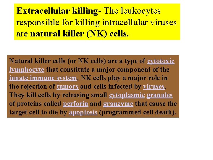 Extracellular killing- The leukocytes responsible for killing intracellular viruses are natural killer (NK) cells.