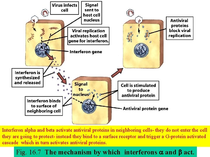 Interferon alpha and beta activate antiviral proteins in neighboring cells- they do not enter