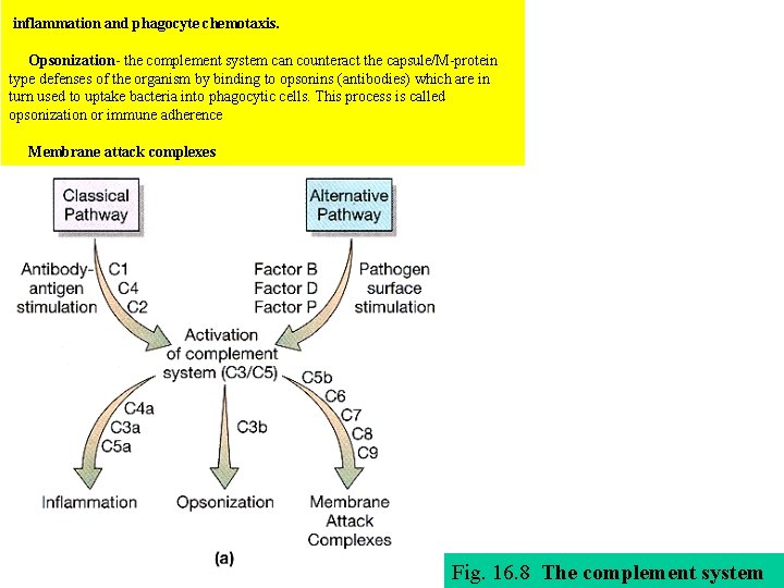 inflammation and phagocyte chemotaxis. Opsonization- the complement system can counteract the capsule/M-protein type defenses