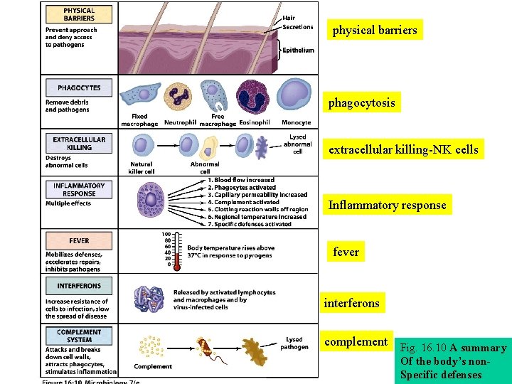 physical barriers phagocytosis extracellular killing-NK cells Inflammatory response fever interferons complement Fig. 16. 10