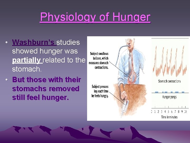Physiology of Hunger • Washburn’s studies showed hunger was partially related to the stomach.