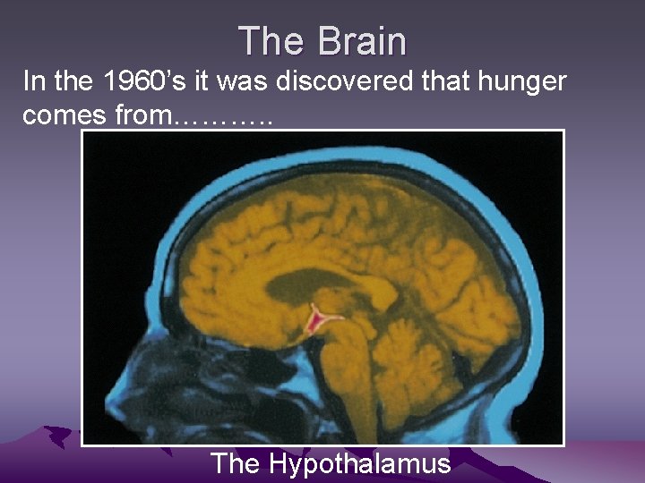 The Brain In the 1960’s it was discovered that hunger comes from………. . The