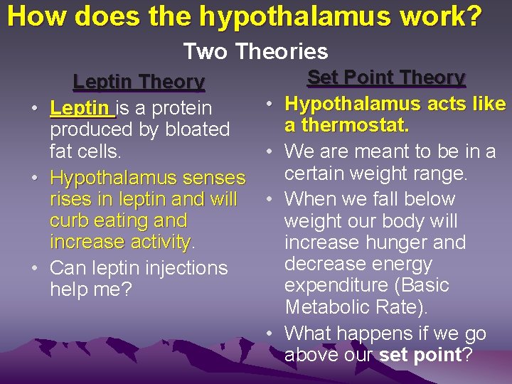 How does the hypothalamus work? Two Theories Leptin Theory • Leptin is a protein