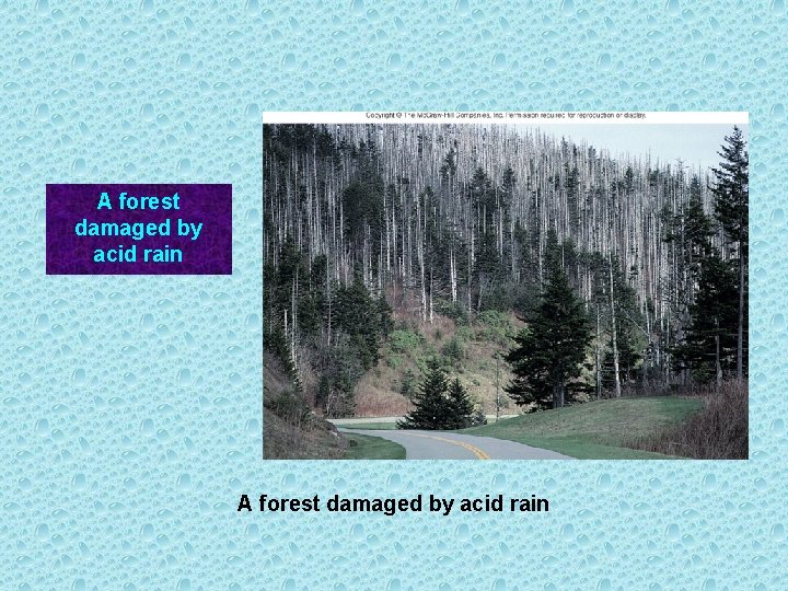 A forest damaged by acid rain 