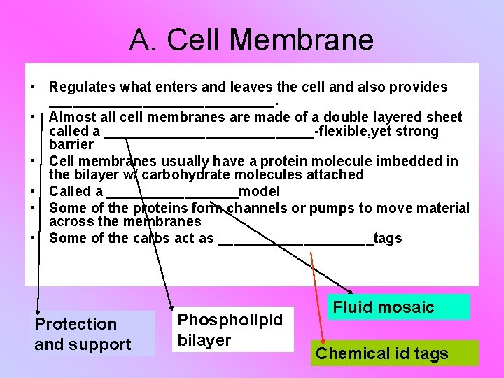 Chapter 7 III Cell Boundaries All cells have