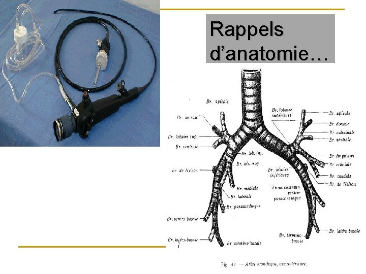 Rappels d’anatomie… ……. 