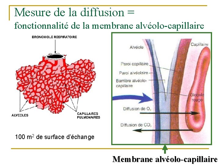 Mesure de la diffusion = fonctionnalité de la membrane alvéolo-capillaire 100 m 2 de