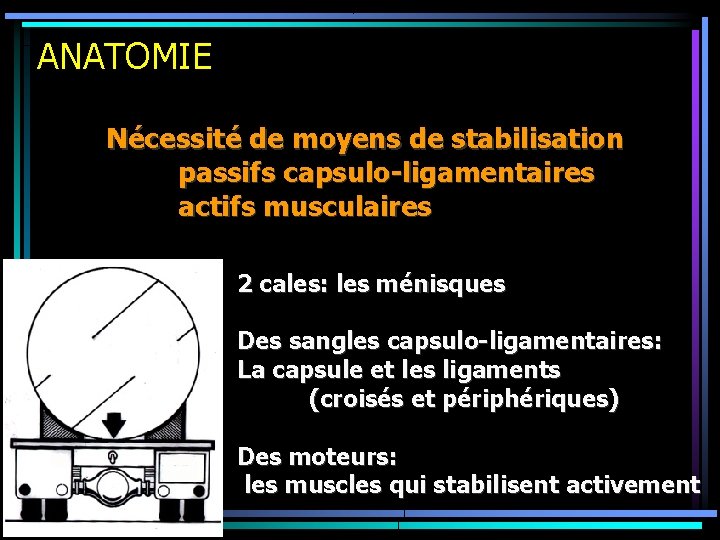 ANATOMIE Nécessité de moyens de stabilisation passifs capsulo-ligamentaires actifs musculaires 2 cales: les ménisques