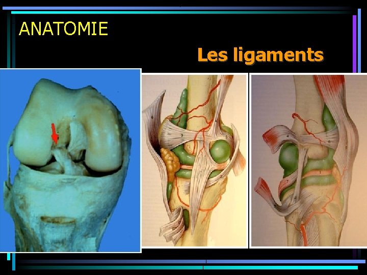 ANATOMIE Les ligaments 