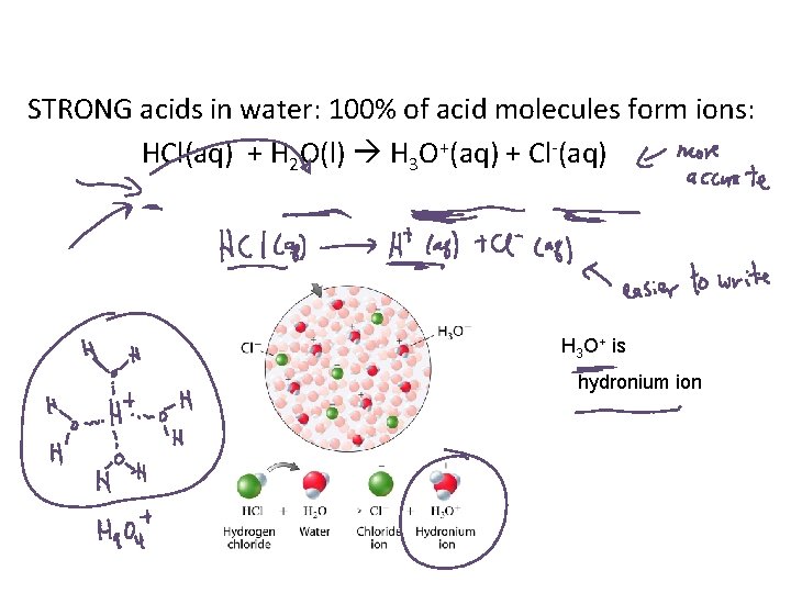 STRONG acids in water: 100% of acid molecules form ions: HCl(aq) + H 2