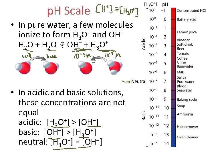 p. H Scale • In pure water, a few molecules ionize to form H